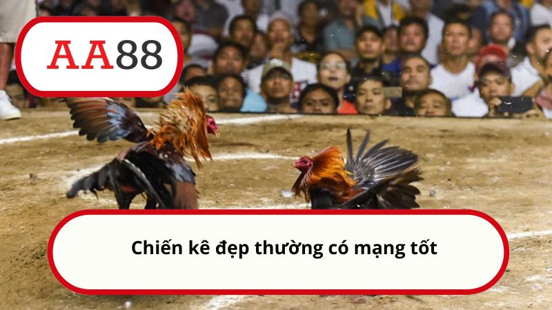 Chiến kê đẹp thường có mạng tốt