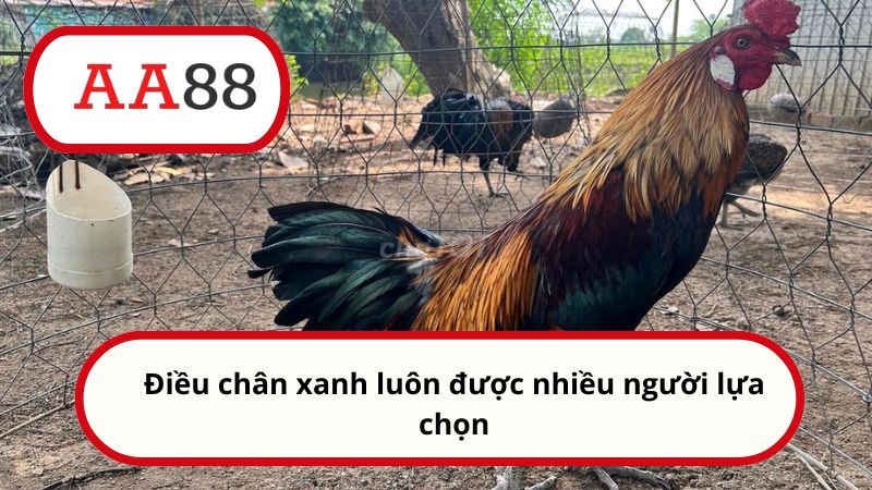 Điều chân xanh luôn được nhiều người lựa chọn