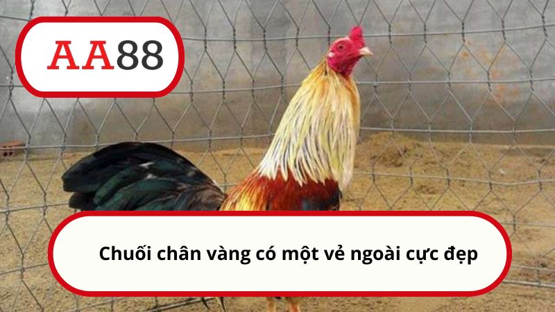 Chuối chân vàng có một vẻ ngoài cực đẹp