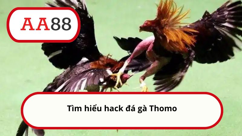 Tìm hiểu hack đá gà Thomo